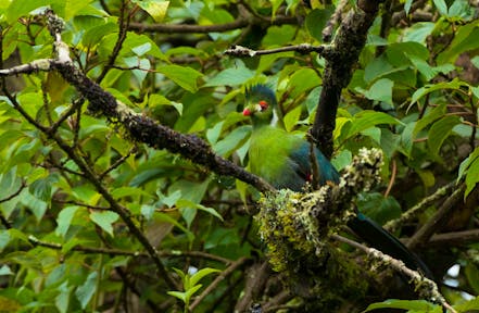 Bale Mountains National Park