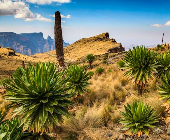 Ultimate Guide to Trekking in the Simien Mountains | Brilliant Ethiopia